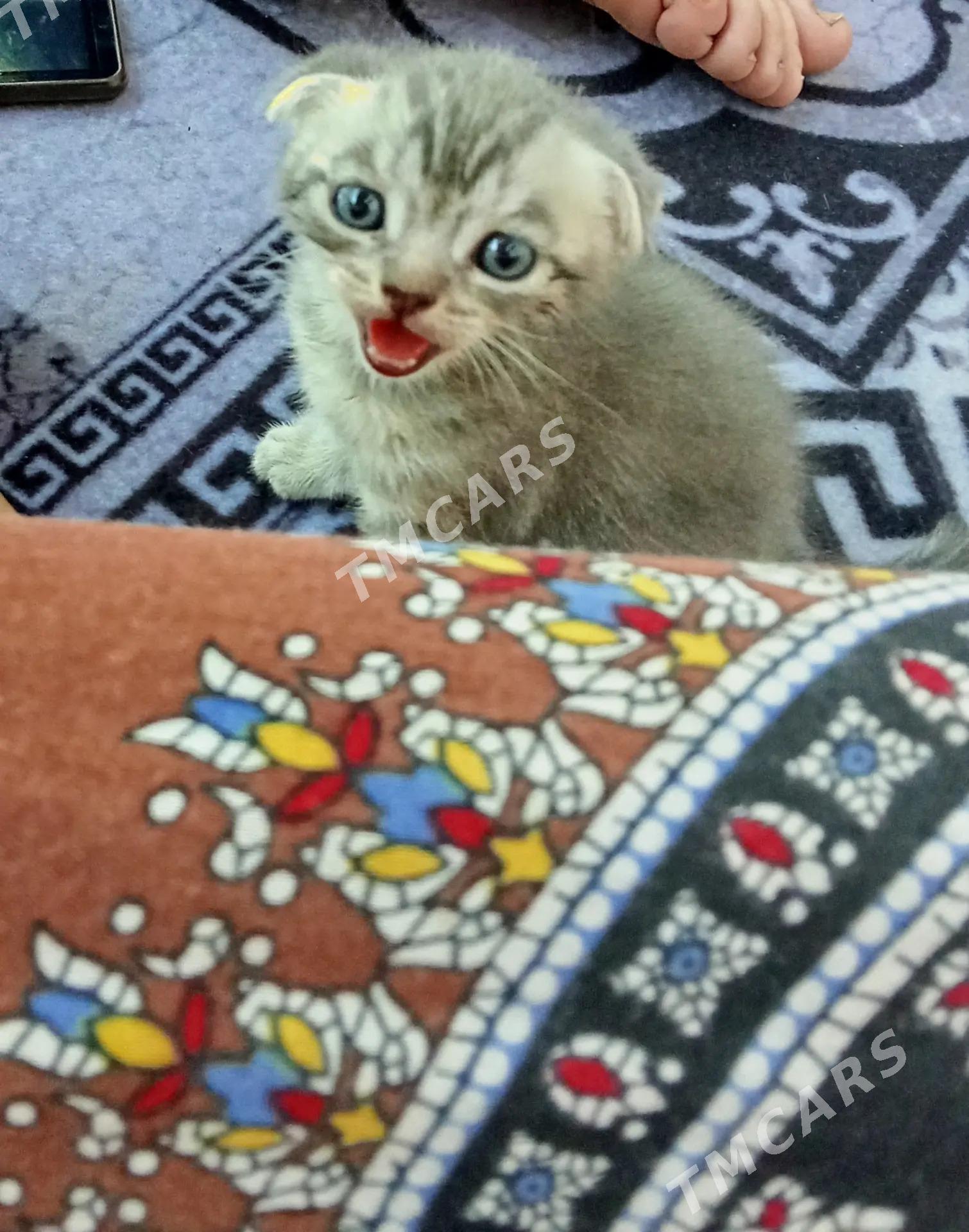 Orginal Şotland pişik! - Дашогуз - img 4