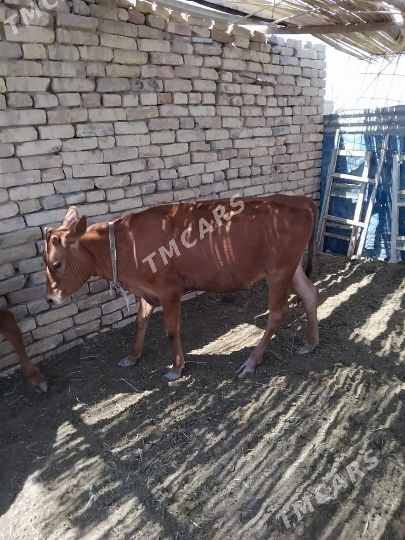 Gole öküzce Gulajun - Мары - img 2