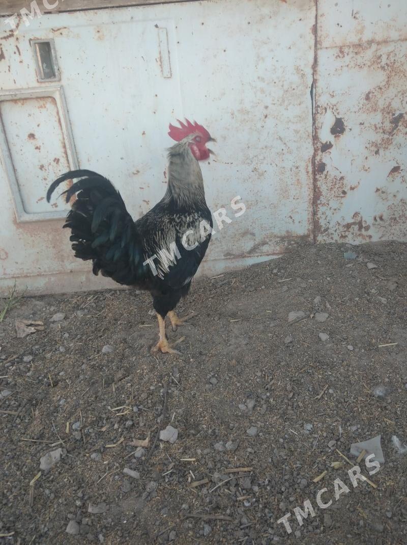 guşlar - Daşoguz - img 2