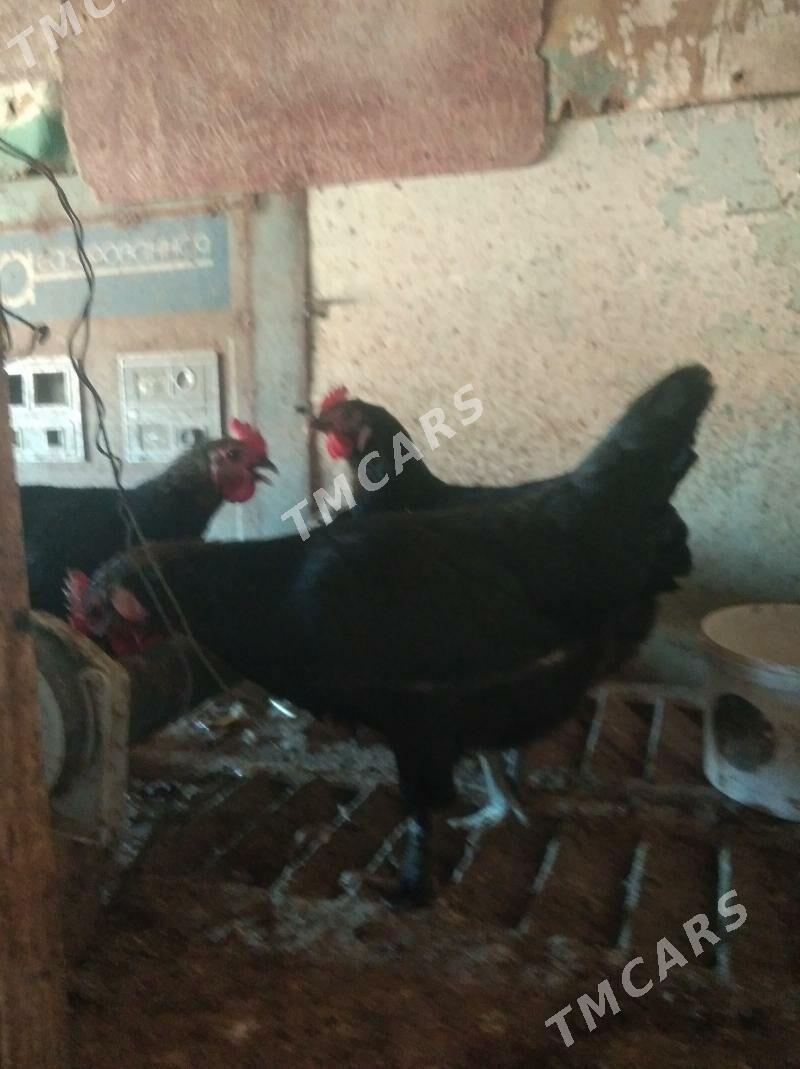 guşlar - Daşoguz - img 3