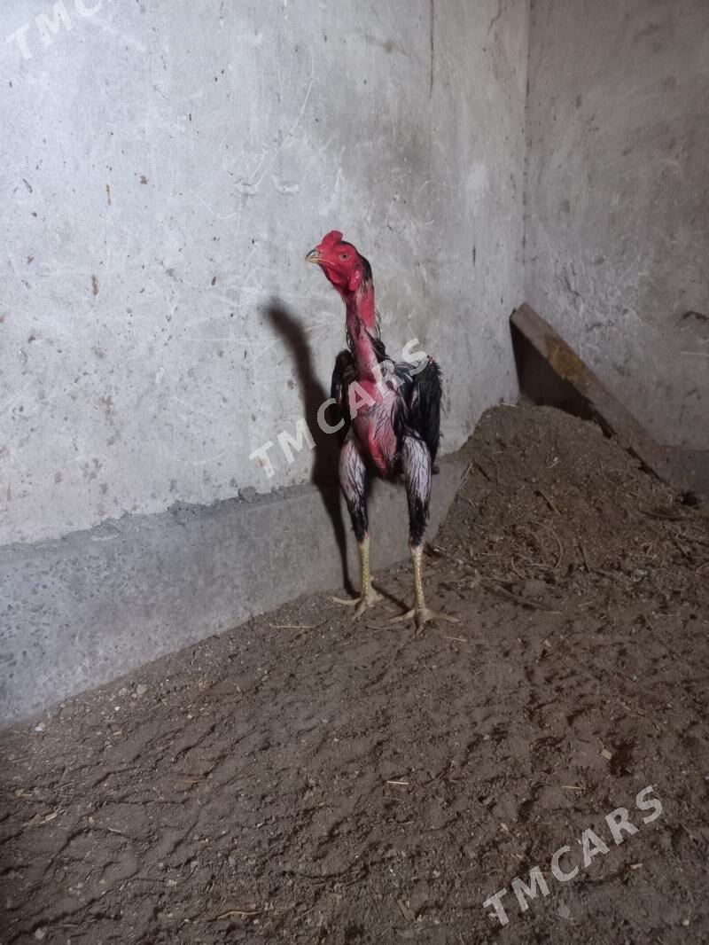 Horaz - Daşoguz - img 6