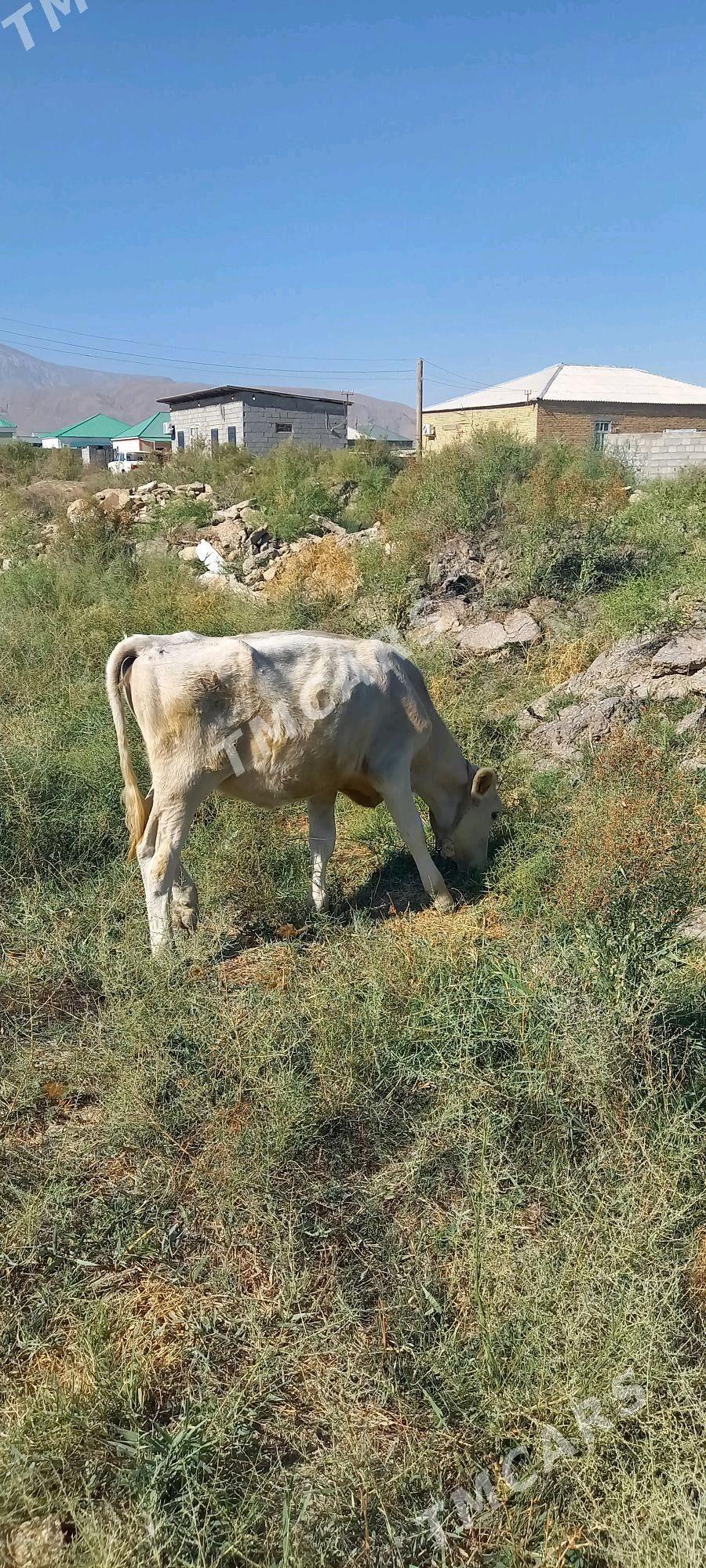 gole - Gökdepe - img 3