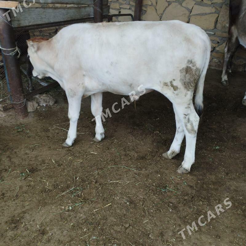 Goleli sygyrlar - Esenguly - img 2