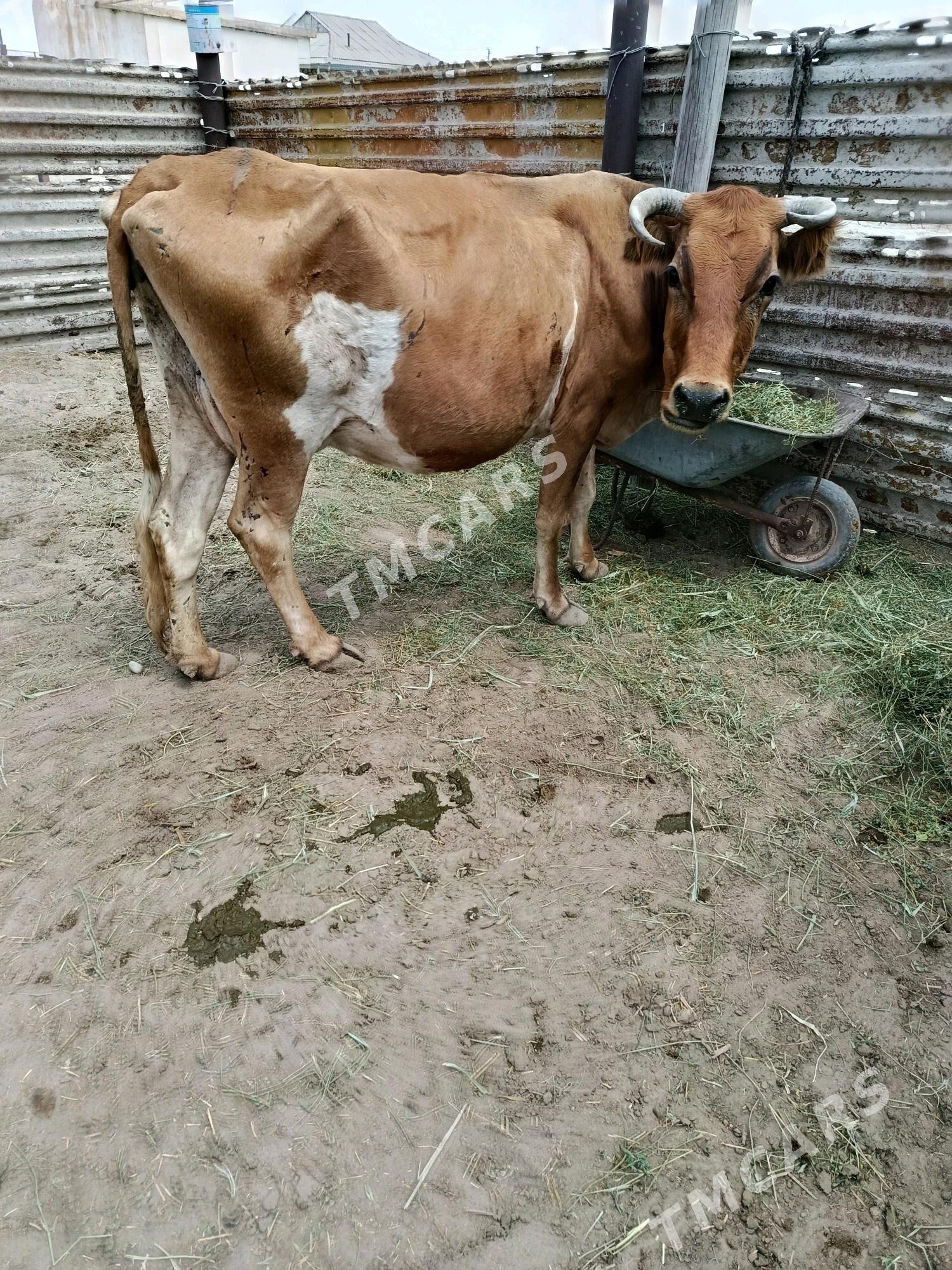 Goleli sygyrlar - Esenguly - img 10