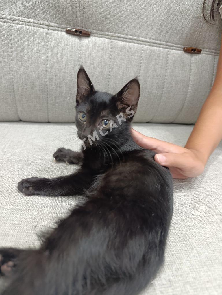 Pişijek котенок - Mary - img 2