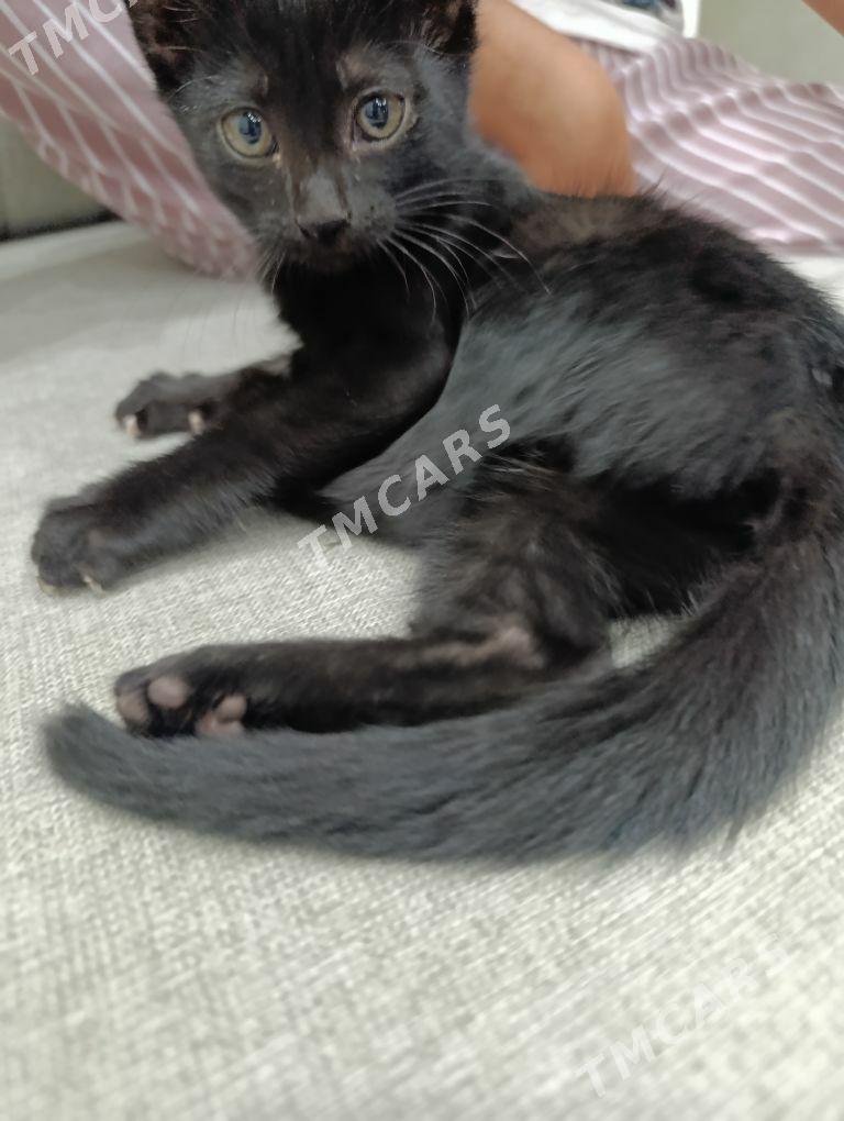 Pişijek котенок - Mary - img 1