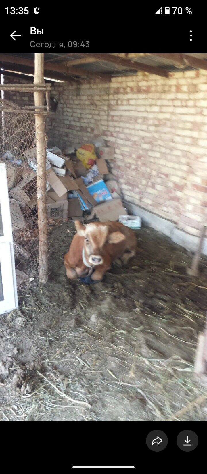 okiz iki sany 9 ay 7..8ay - Babadaýhan - img 3