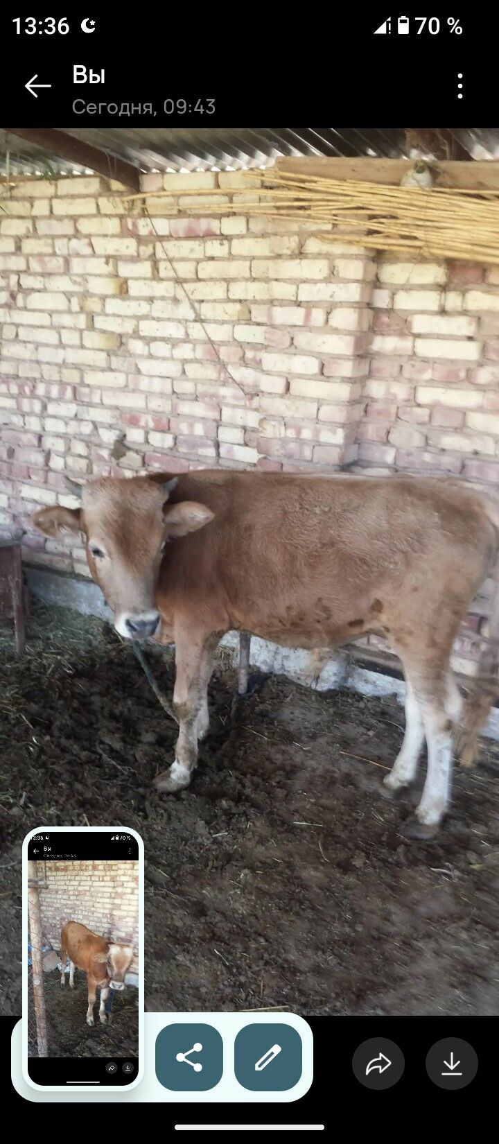 okiz iki sany 9 ay 7..8ay - Babadaýhan - img 5