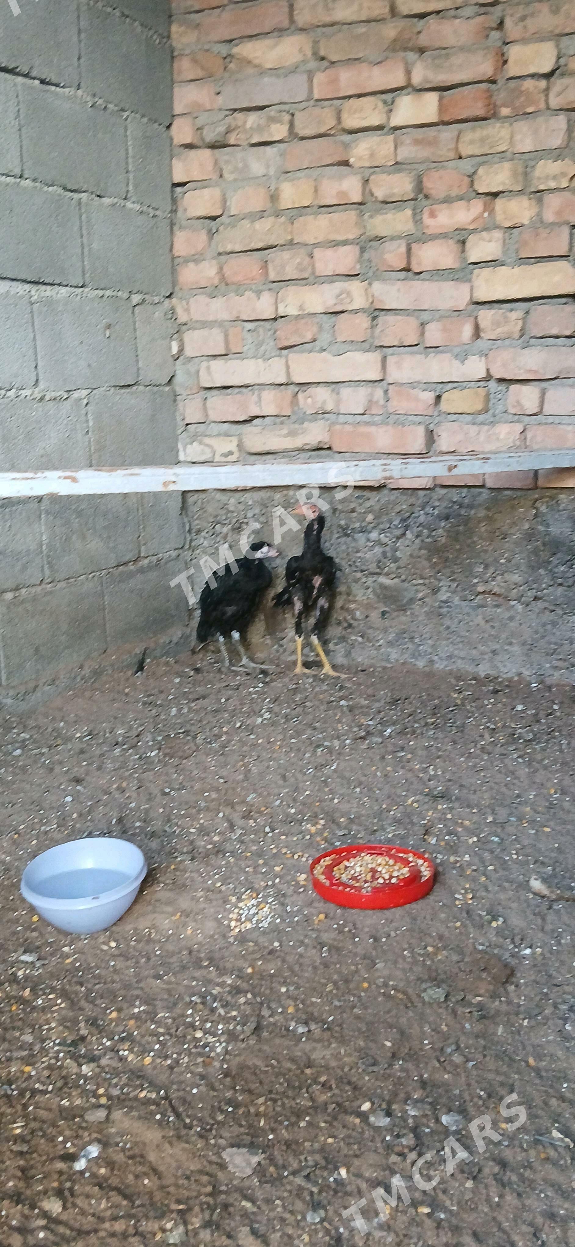 Taşgent - Hitrowka - img 2