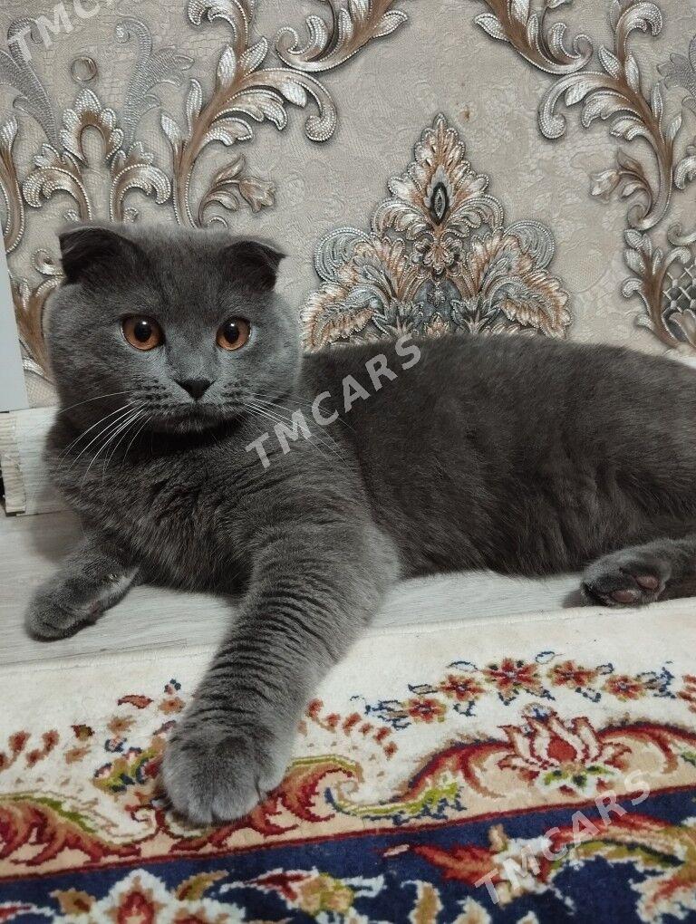 вислоухий кот - Туркменбаши - img 2