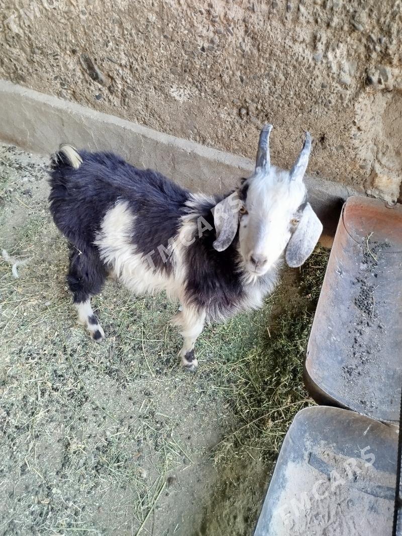 Geci - Kaka - img 3