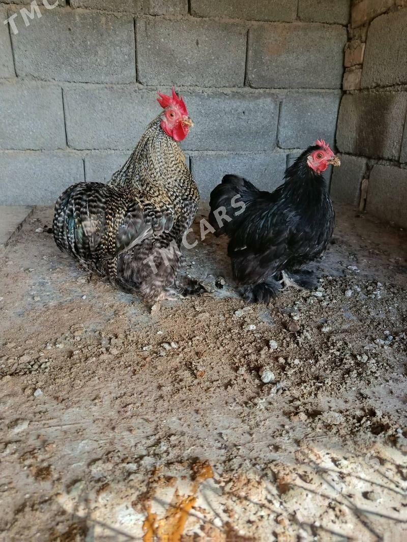 kokinhin karlik - Çoganly - img 3