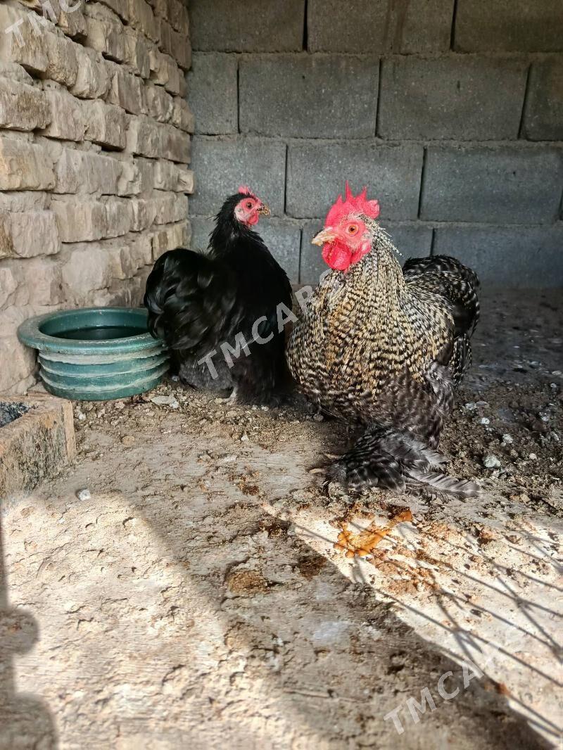 kokinhin karlik - Çoganly - img 2