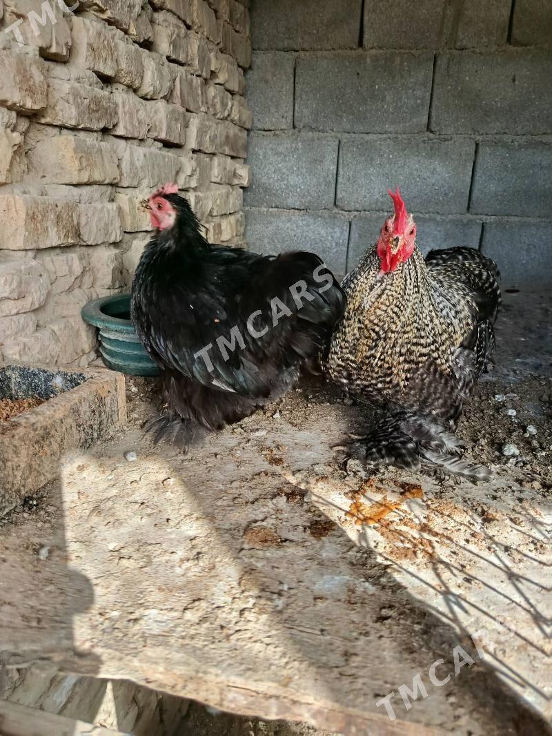 kokinhin karlik - Çoganly - img 4