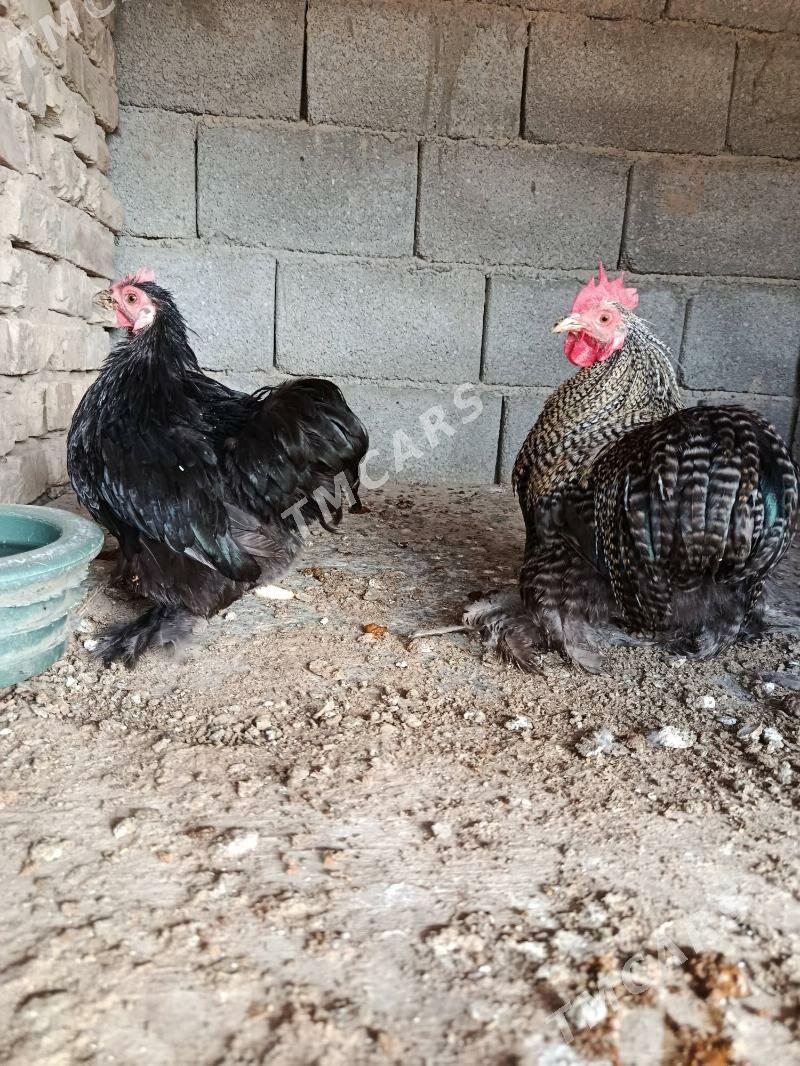 kokinhin karlik - Çoganly - img 5