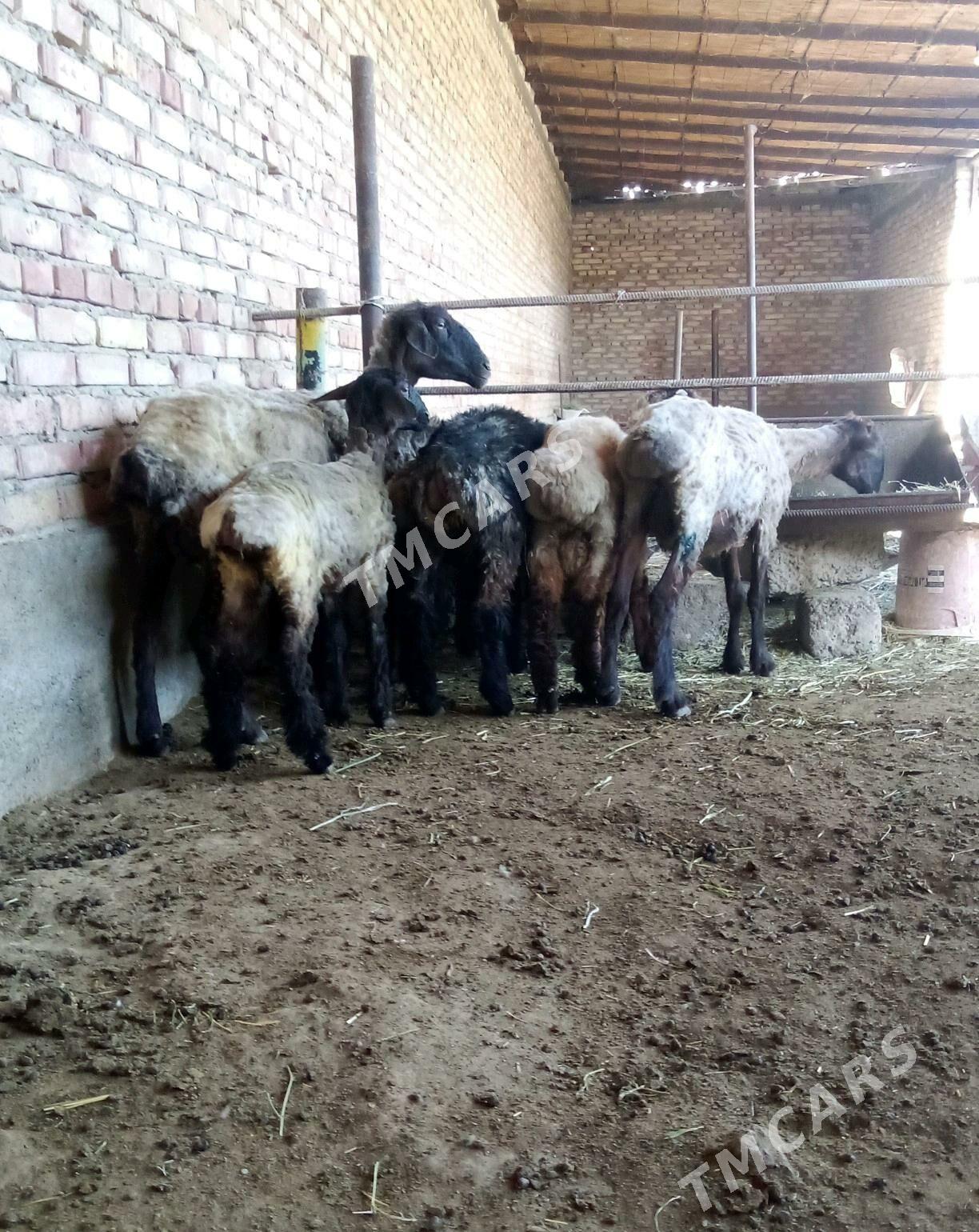 Goýun 2 sanak we Tokly 5 sanak - Гёкдепе - img 7