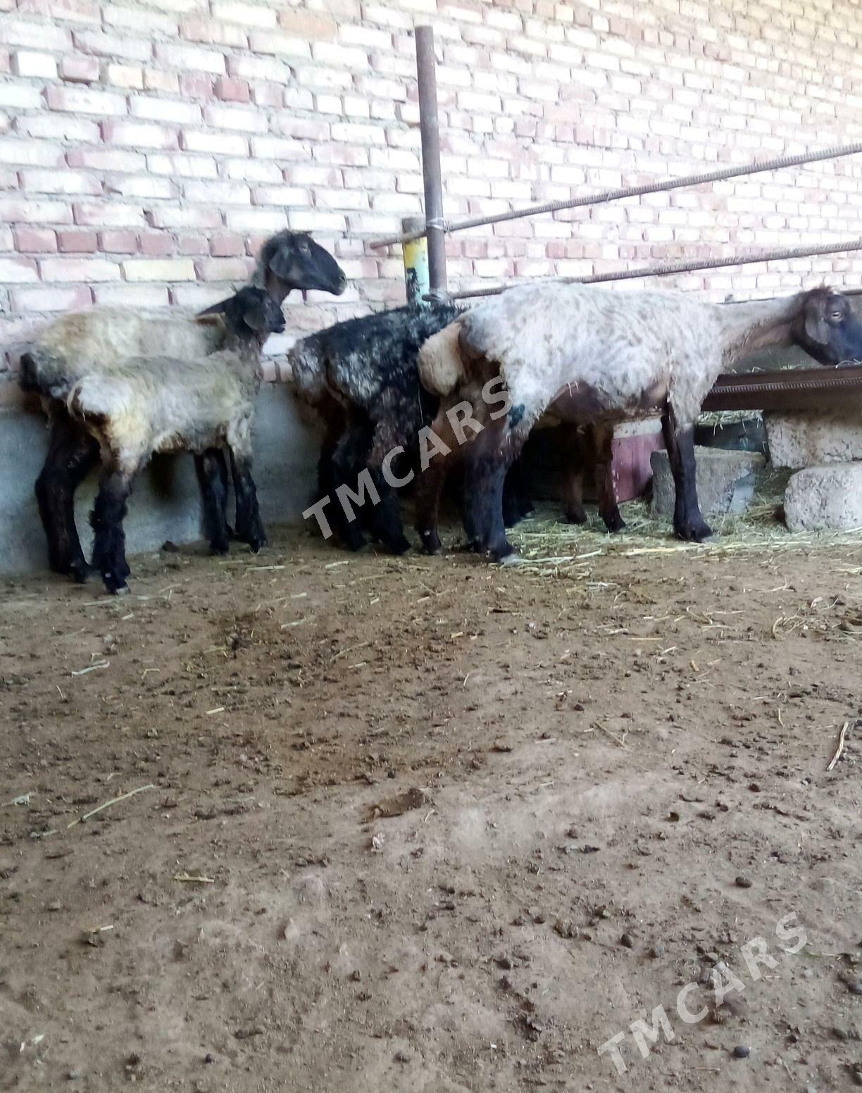 Goýun 2 sanak we Tokly 5 sanak - Гёкдепе - img 6