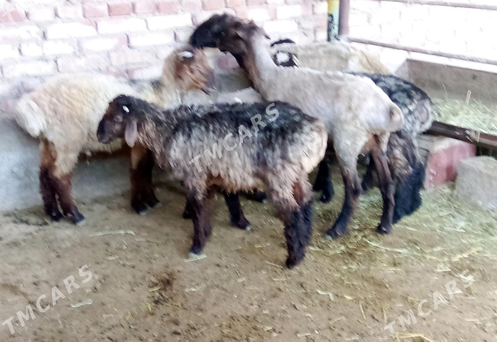Goýun 2 sanak we Tokly 5 sanak - Гёкдепе - img 2