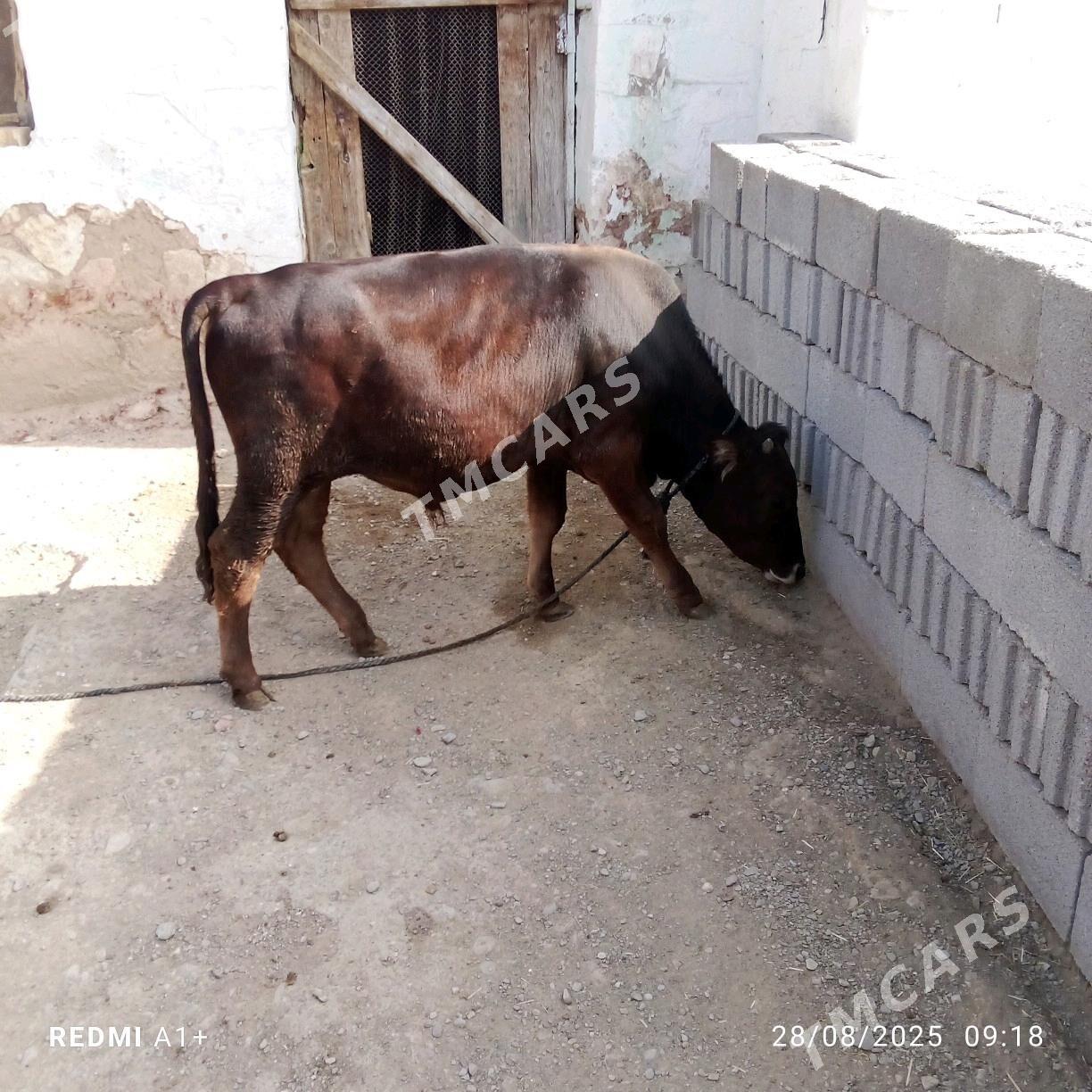 öküzce - Gyzylarbat - img 2