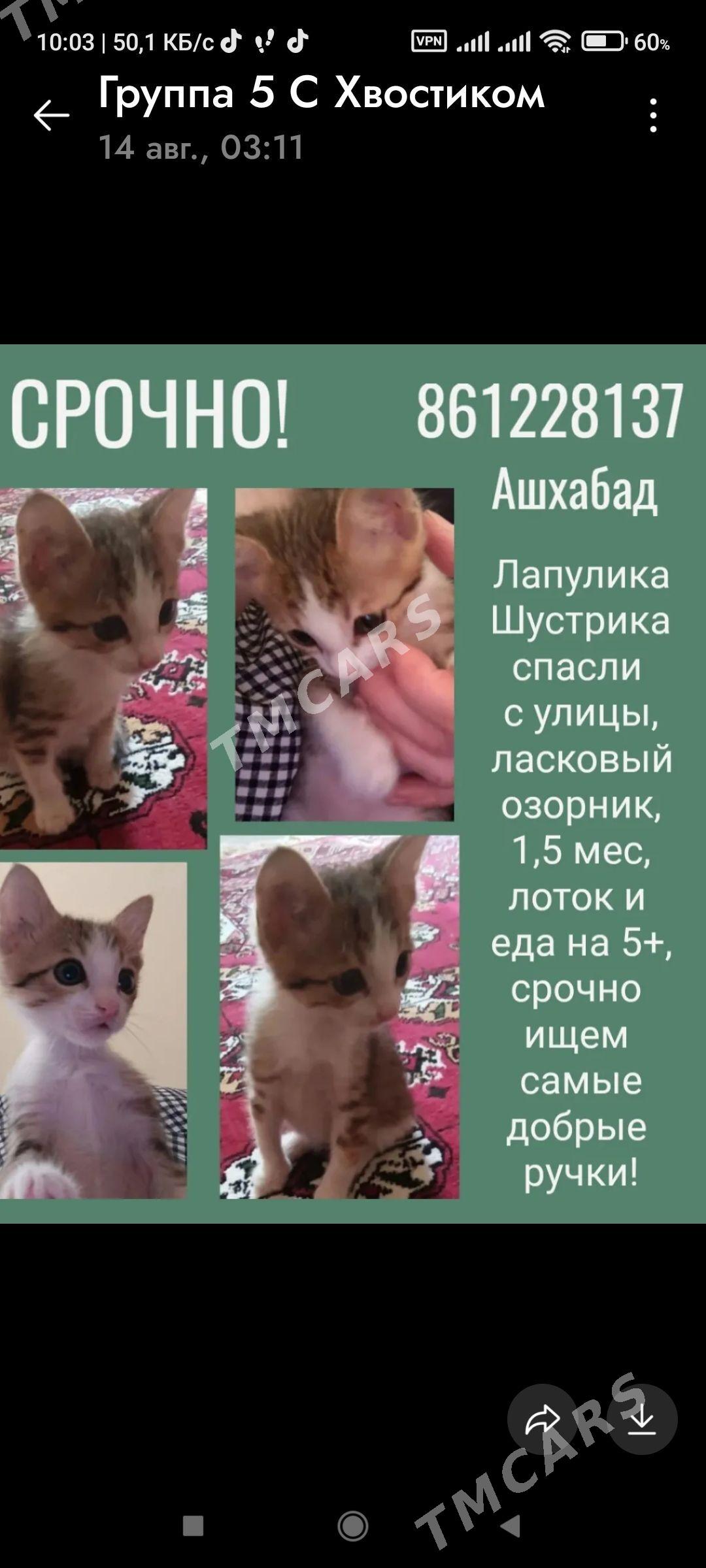 Котята - 30 мкр - img 5