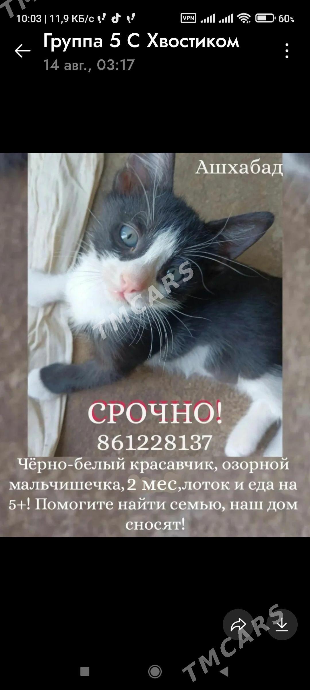 Котята - 30 мкр - img 4