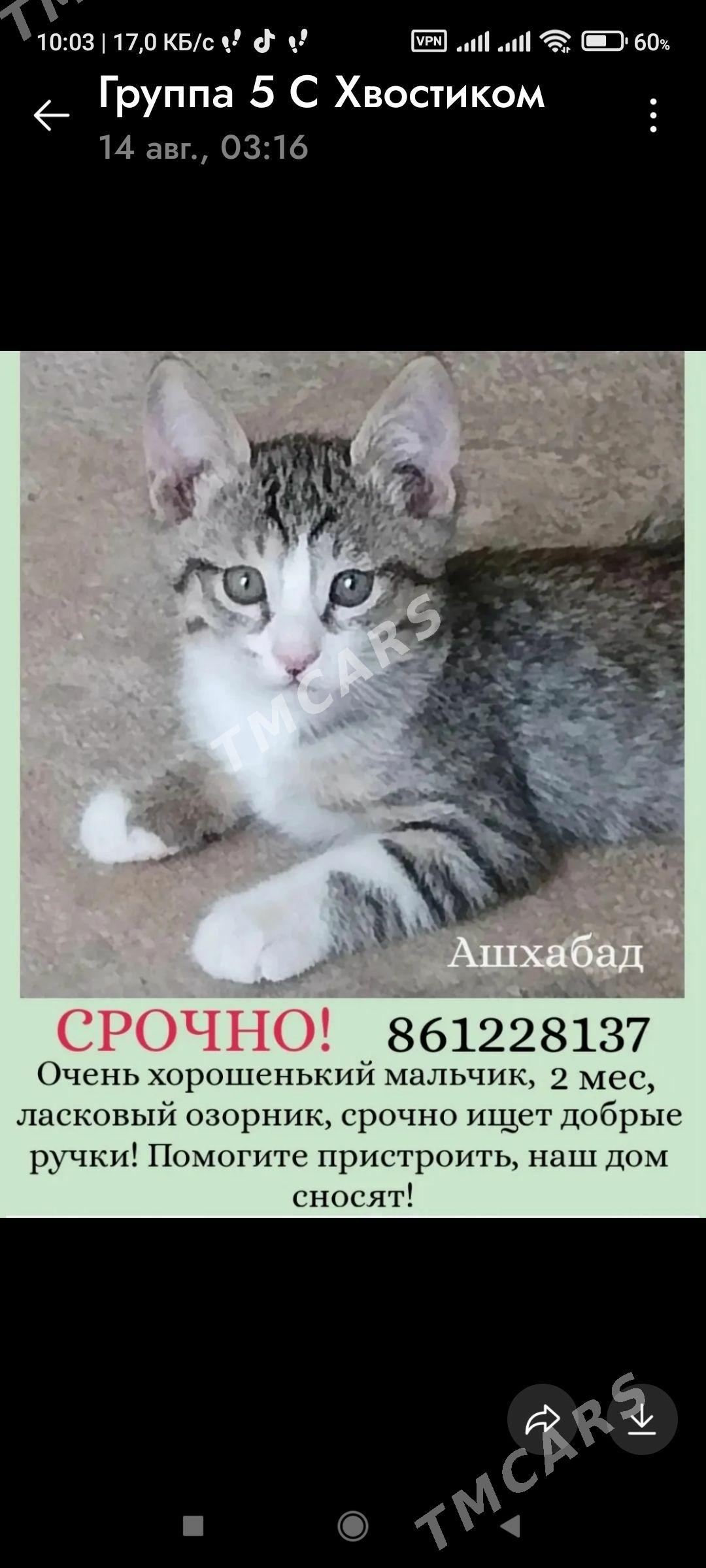 Котята - 30 мкр - img 3