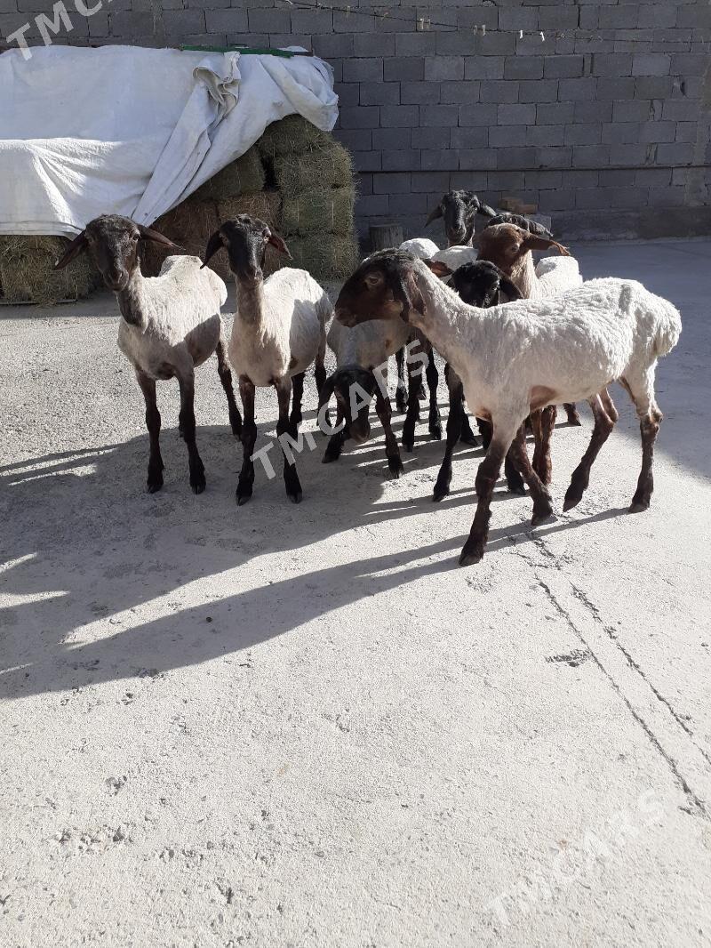 Tokli - Garadamak Şor - img 2