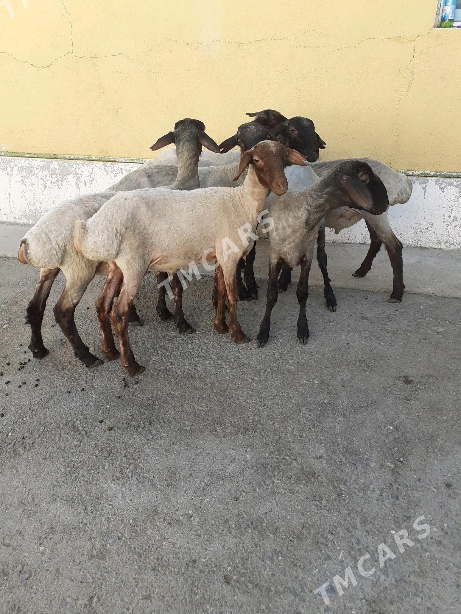 Tokli - Garadamak Şor - img 4