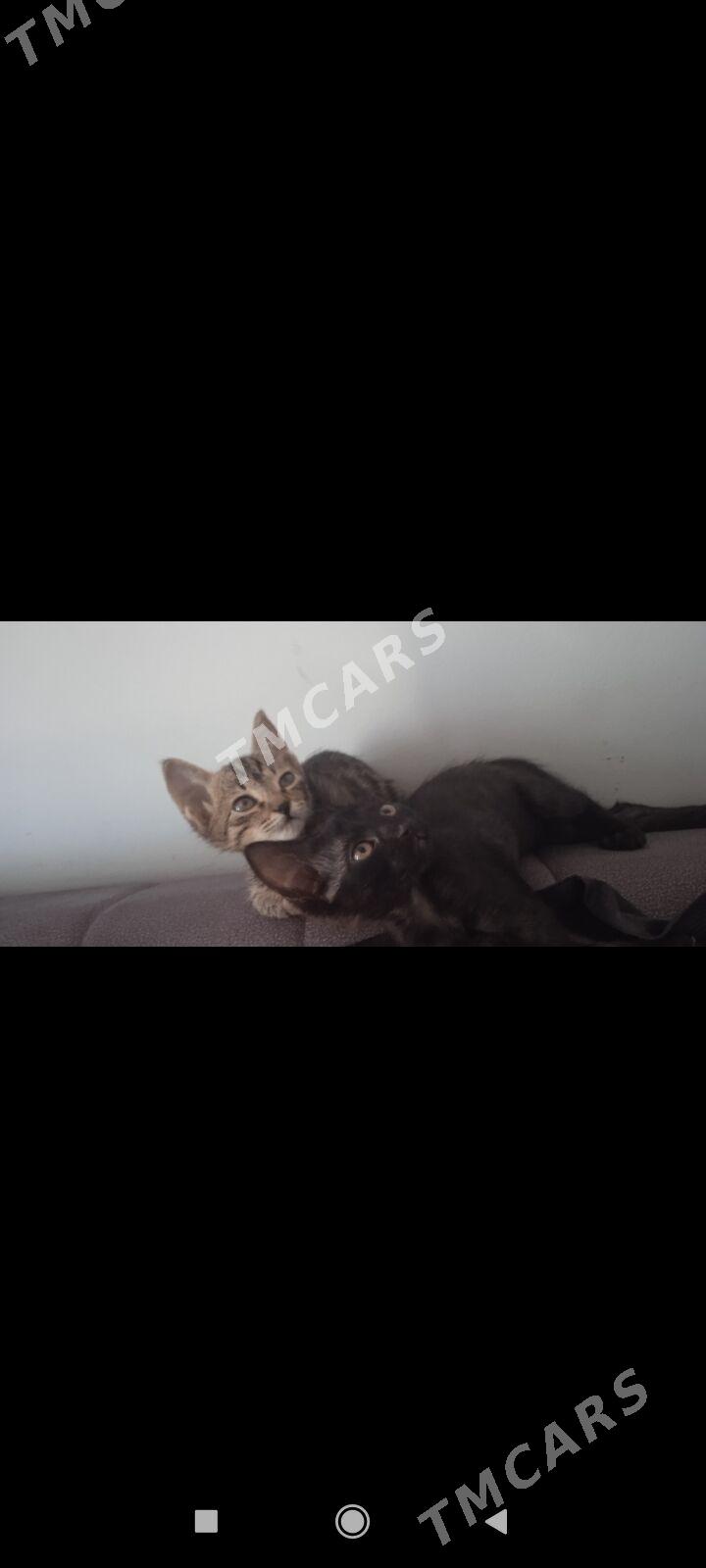 Котенки - Daşoguz - img 3