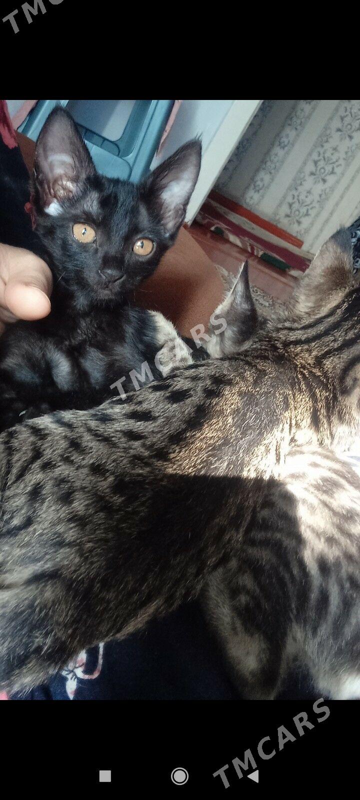 Котенки - Daşoguz - img 5