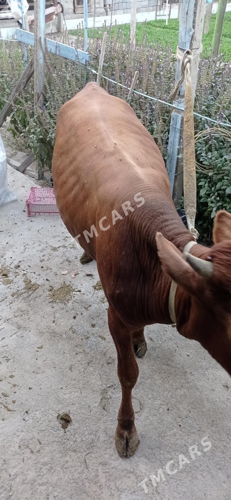 öküz 1 ŷaşdan geçen - Багир - img 2