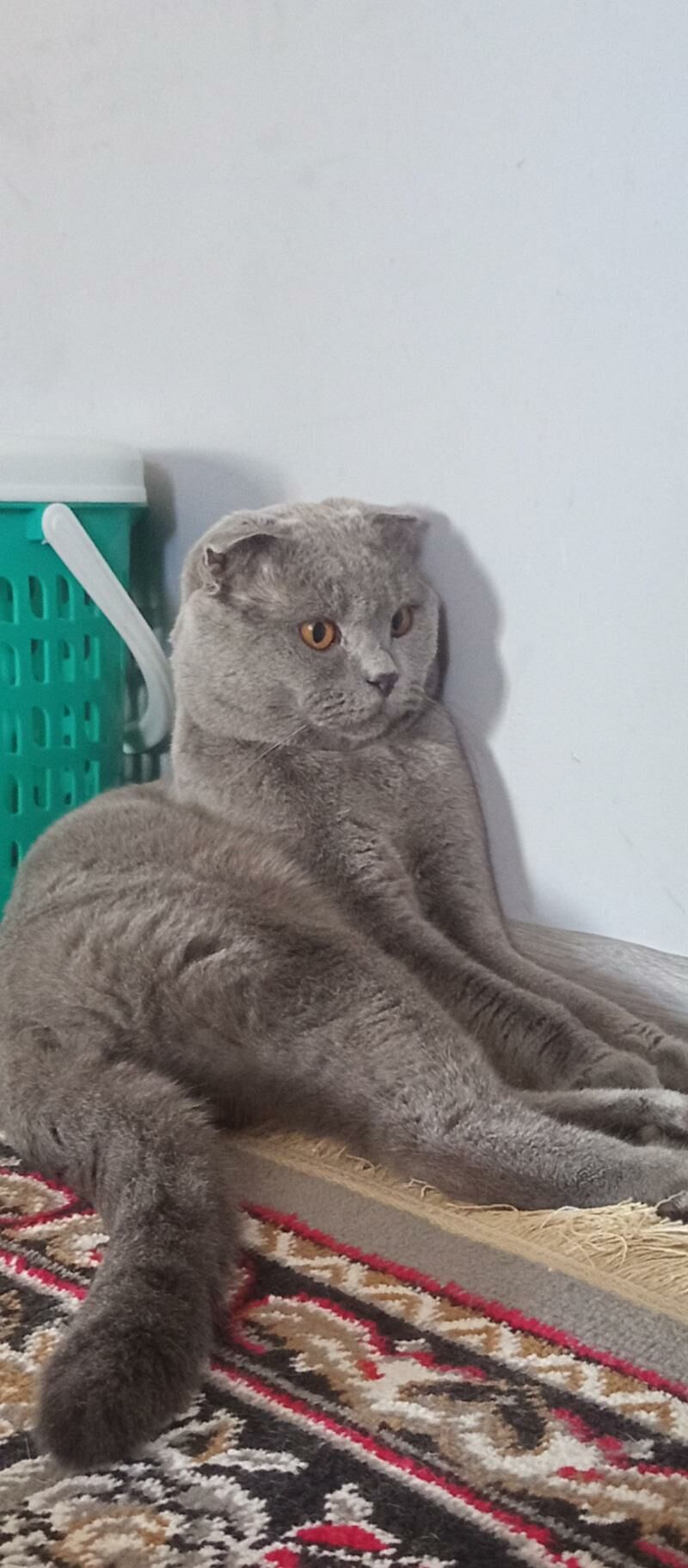 Кот - Türkmenabat - img 8
