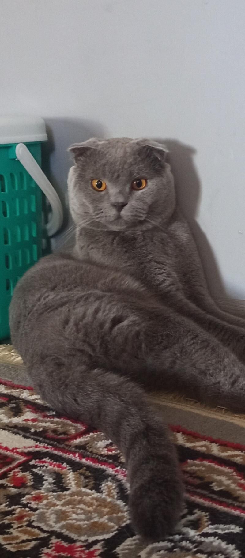 Кот - Türkmenabat - img 9