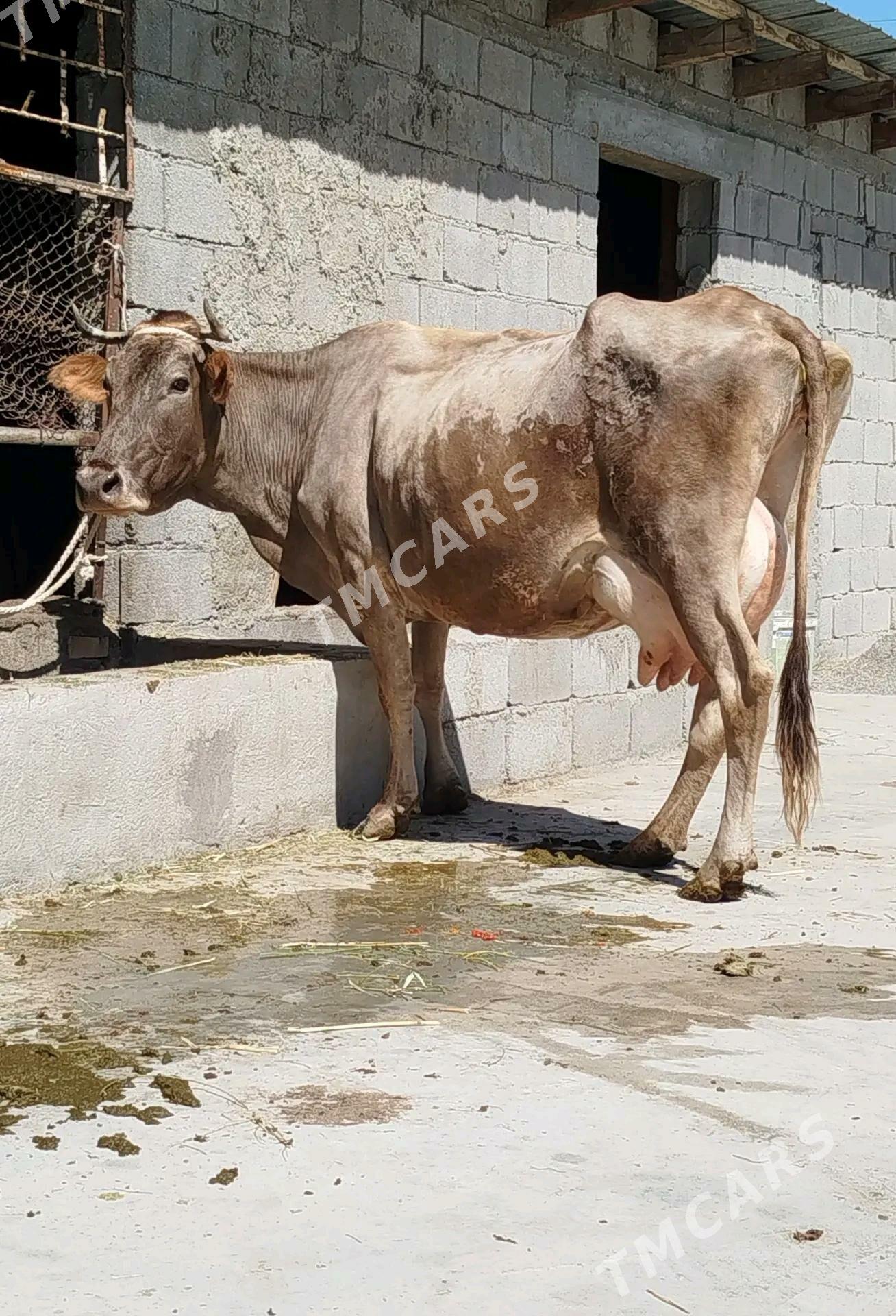 GÖLELİ SYGYR - Gökdepe - img 2