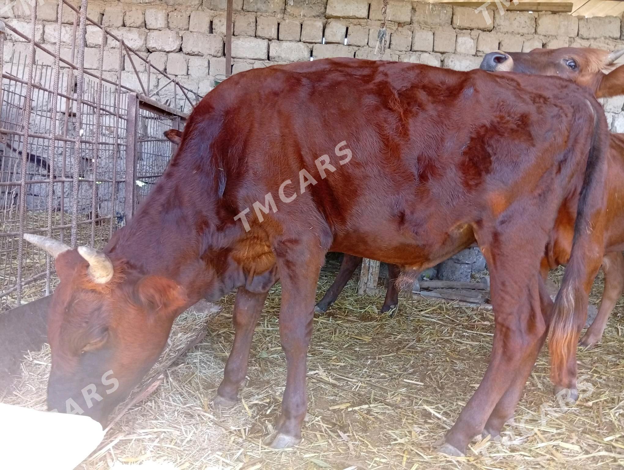 goleli sygyrlar okuzce gulajyn - Mary - img 8