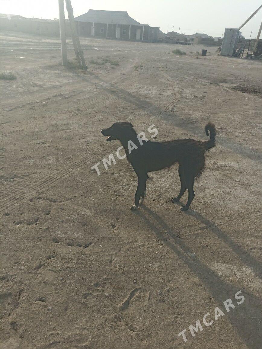 tazy - Гумдаг - img 3
