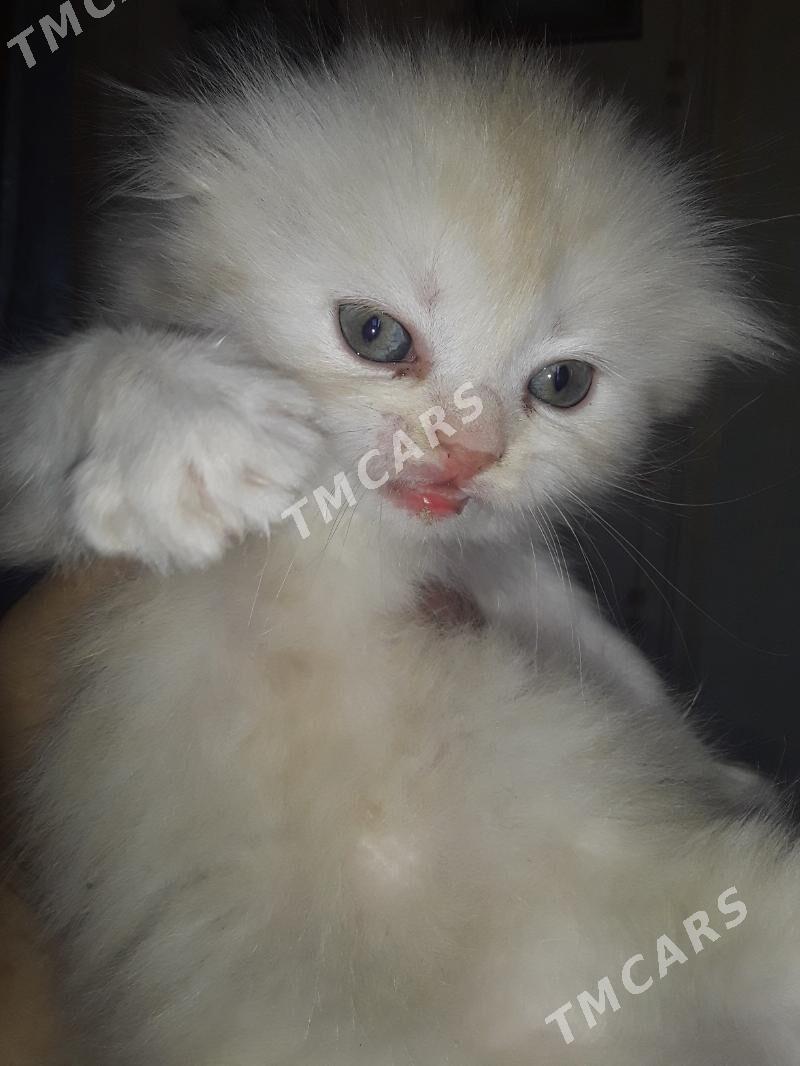 Кошки - Mary - img 2