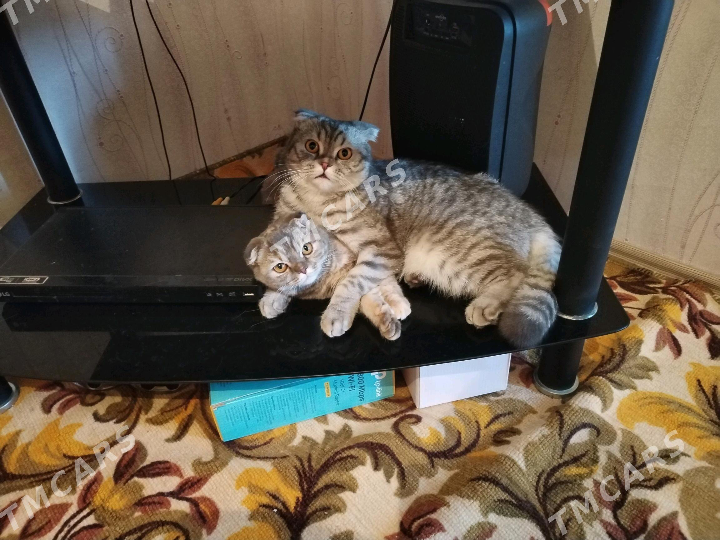 Кошки - Mary - img 5