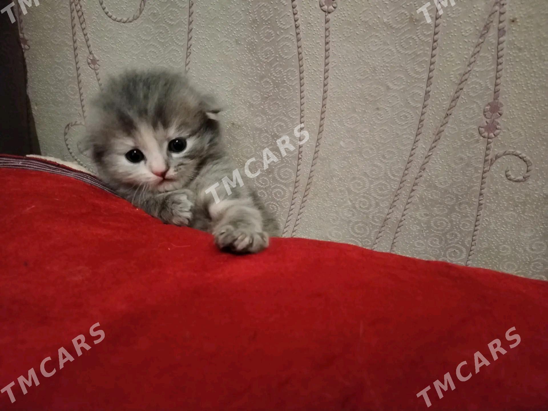 Кошки - Mary - img 4