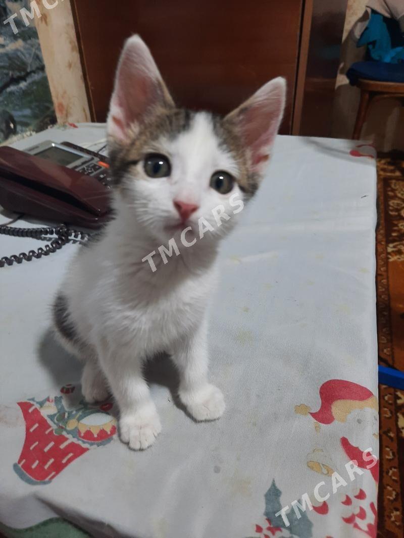 Котенок - Mary - img 3