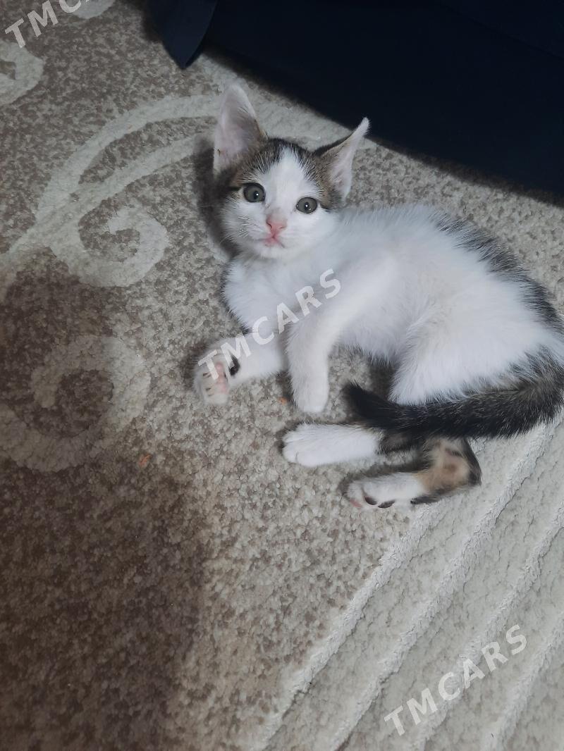 Котенок - Mary - img 6