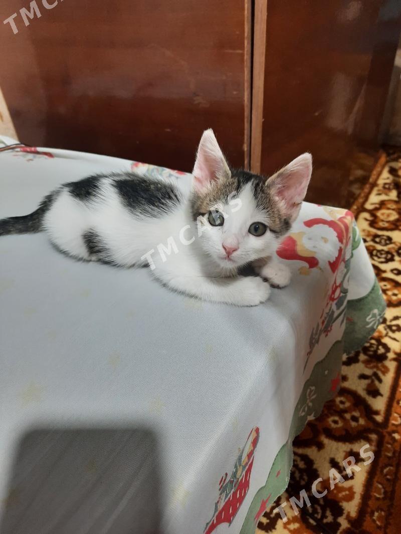 Котенок - Mary - img 4