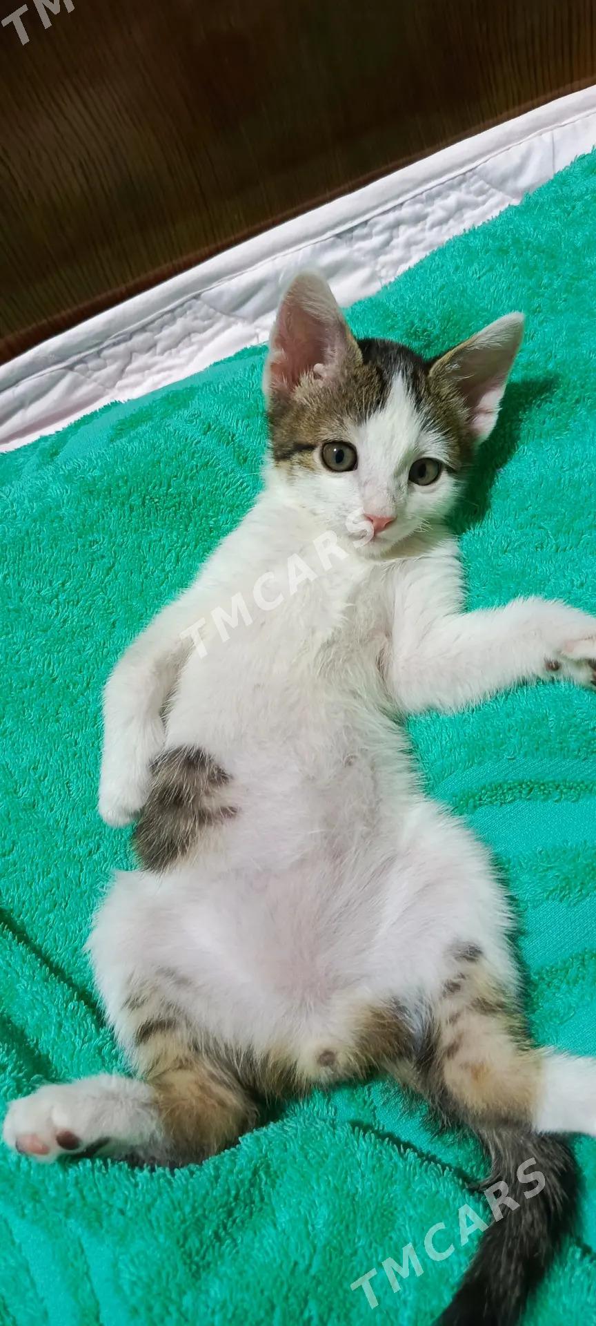 Котенок - Mary - img 2
