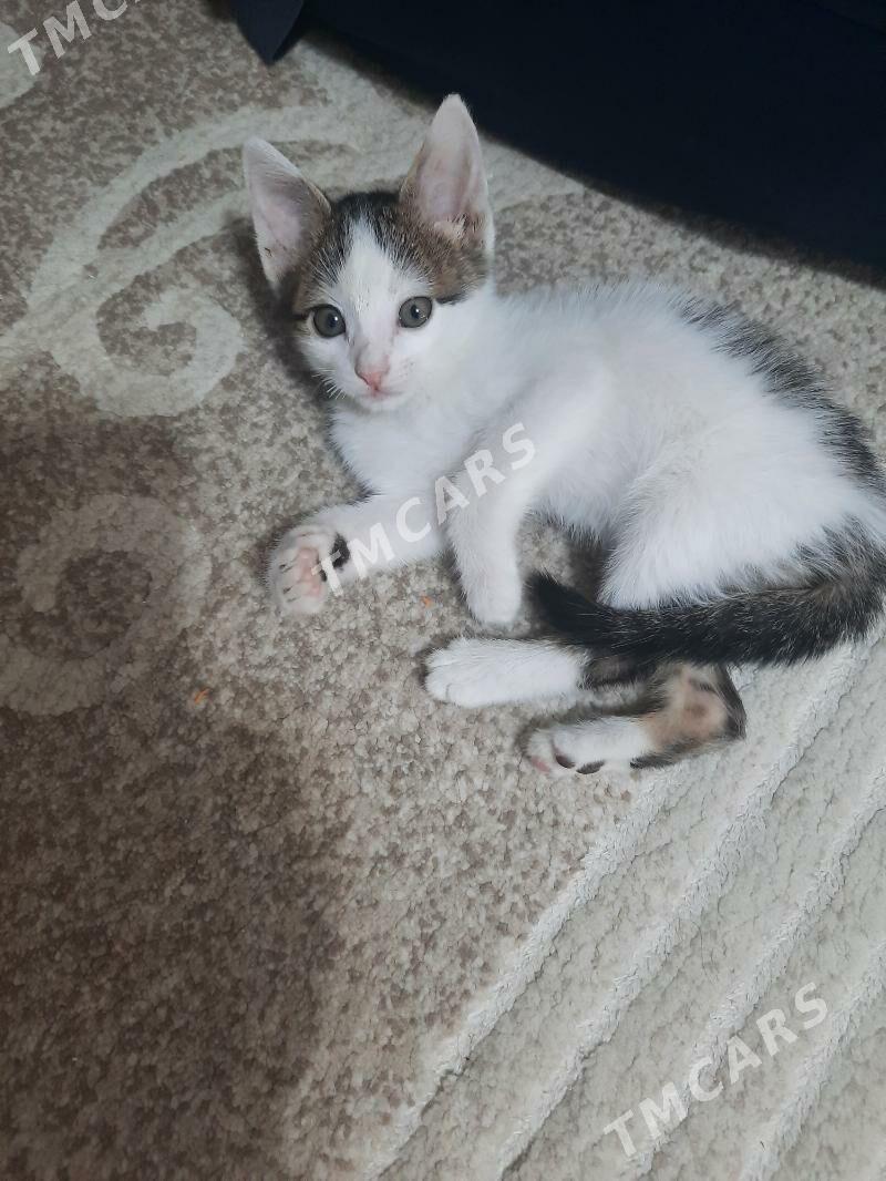 Котенок - Mary - img 5