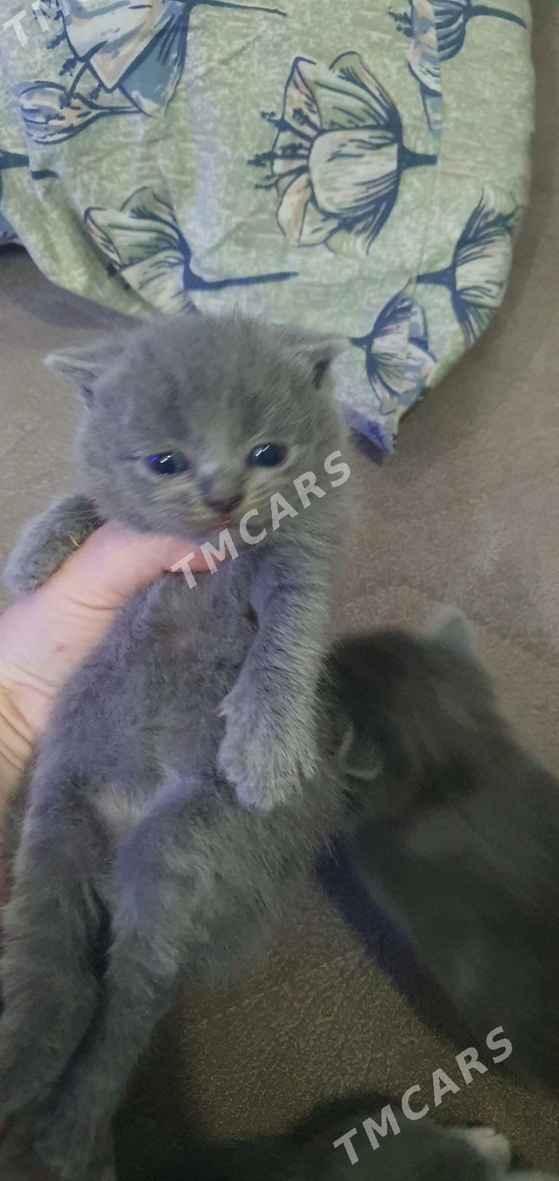 Шотландские котята - Ашхабад - img 2