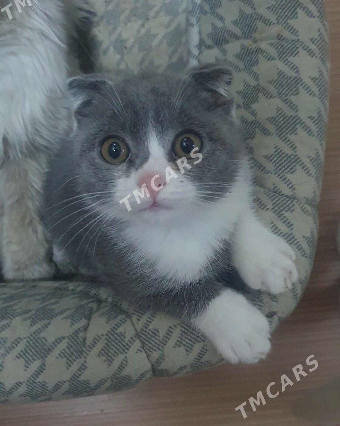 Шотландские котята - Ашхабад - img 3