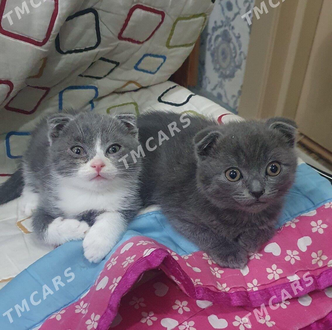 Шотландские котята - Ашхабад - img 4