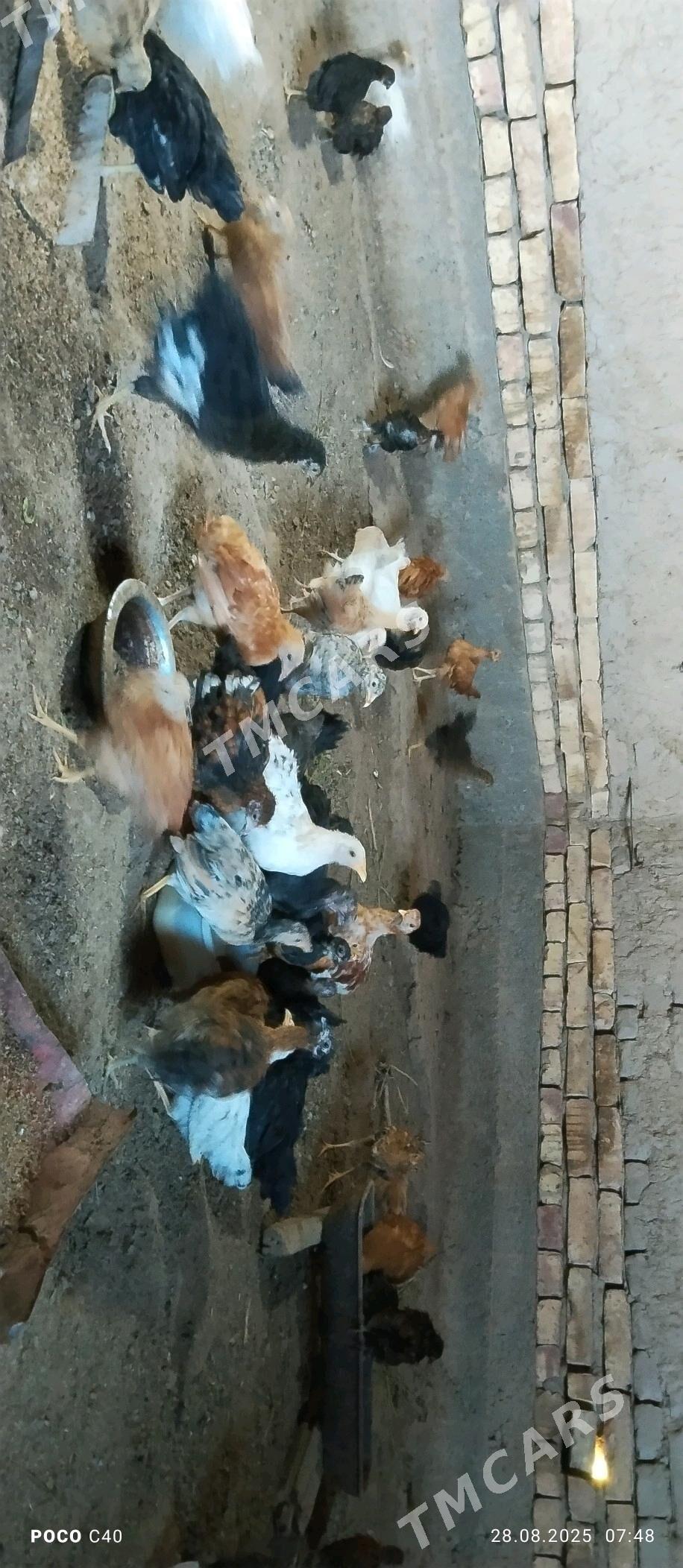 juje - Şabat etr. - img 2
