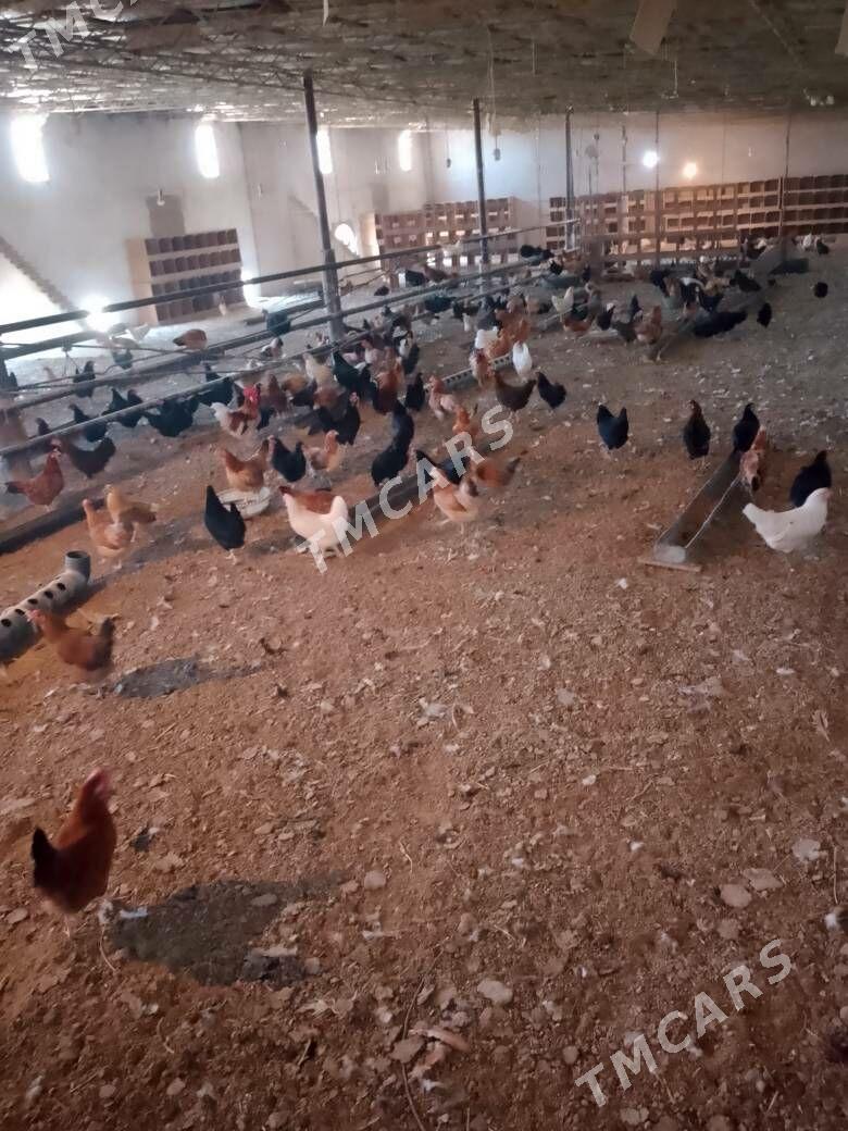 towuk - Halaç - img 2