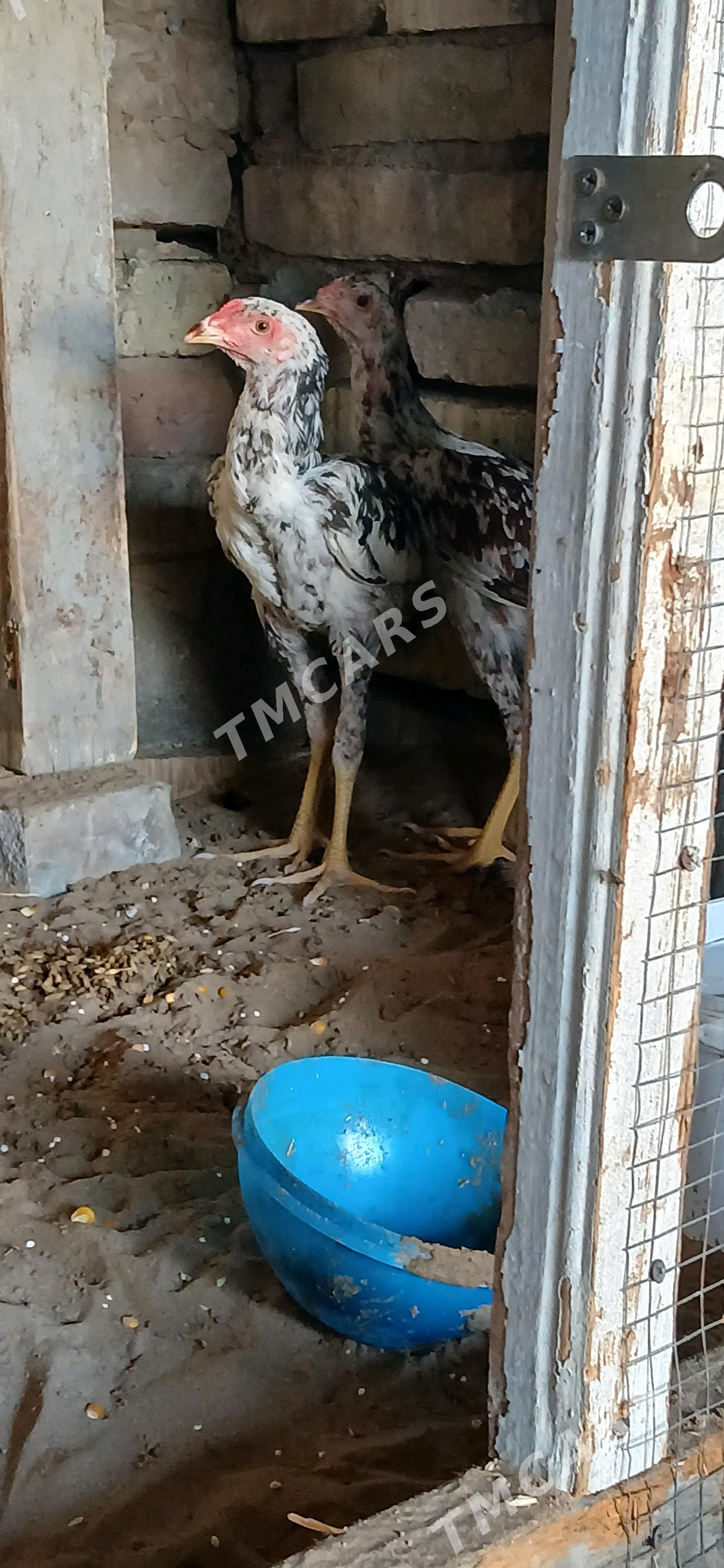 Taşgent - Hitrowka - img 2